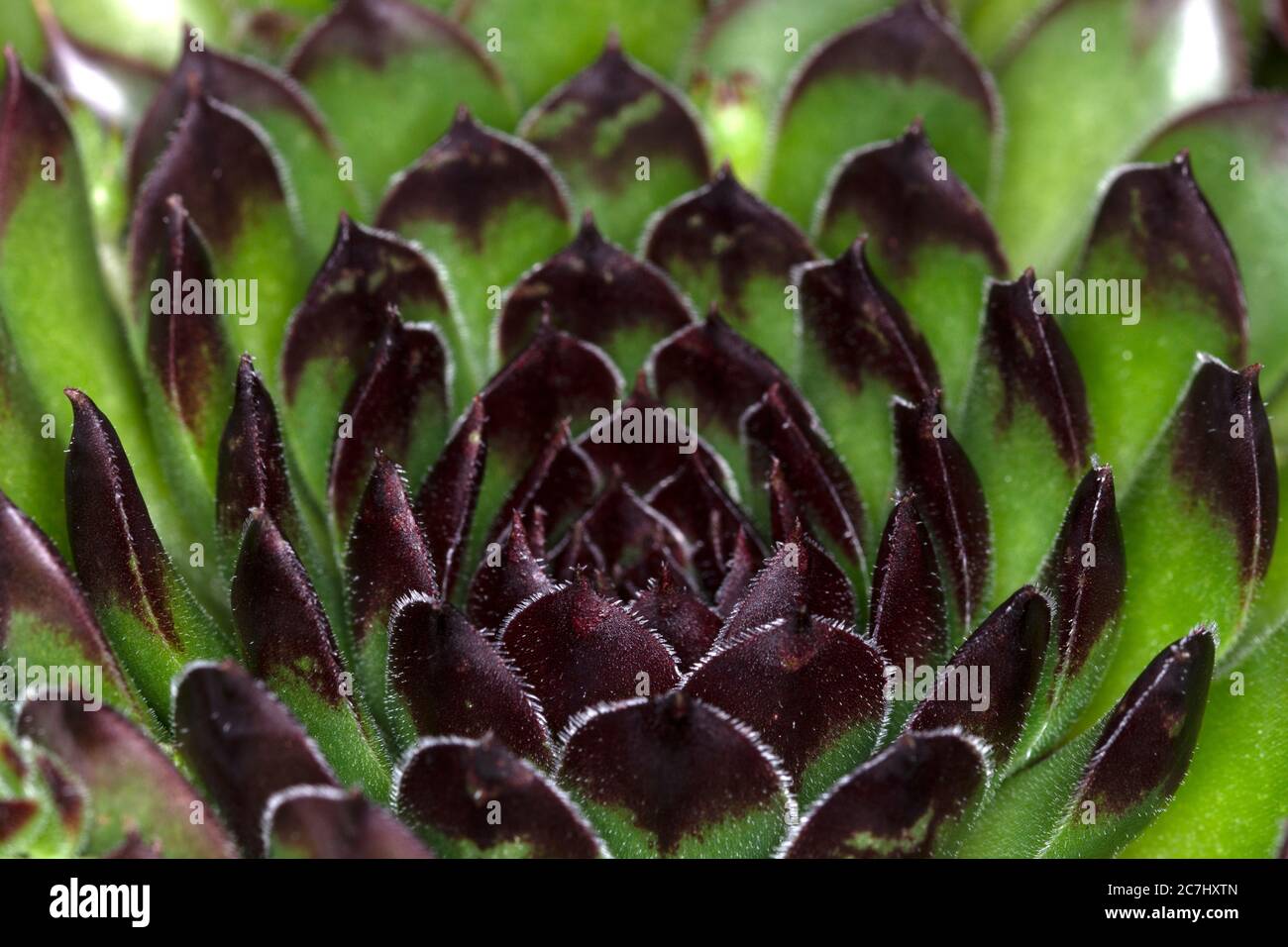 Page 2 - Liveforever Plant High Resolution Stock Photography and Images -  Alamy