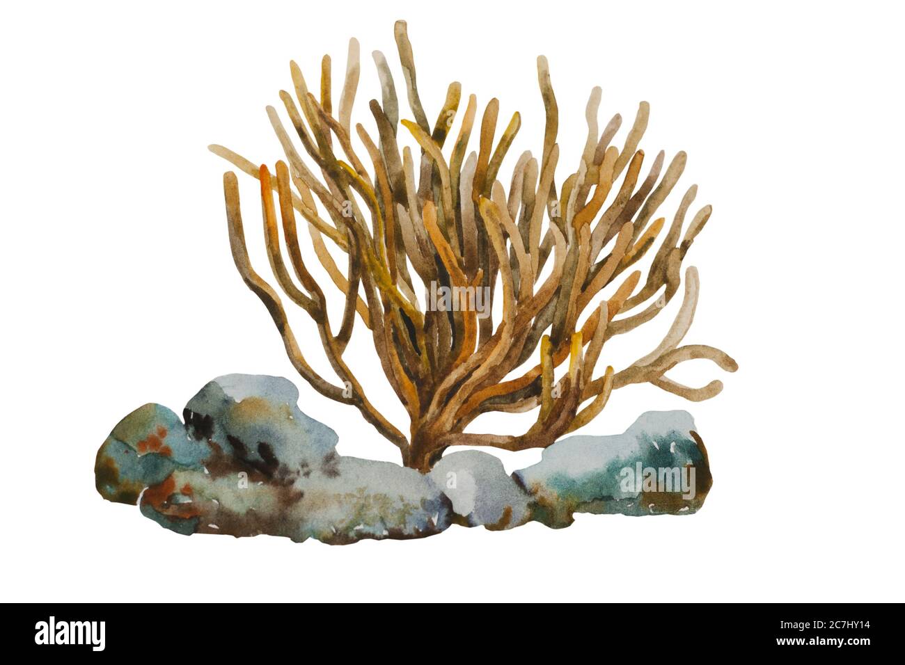 Watercolor soft coral as Sinularia sp., uses long, flexible arms to capture planktonic organisms that pass in ocean currents. Sea animal hand painted Stock Photo