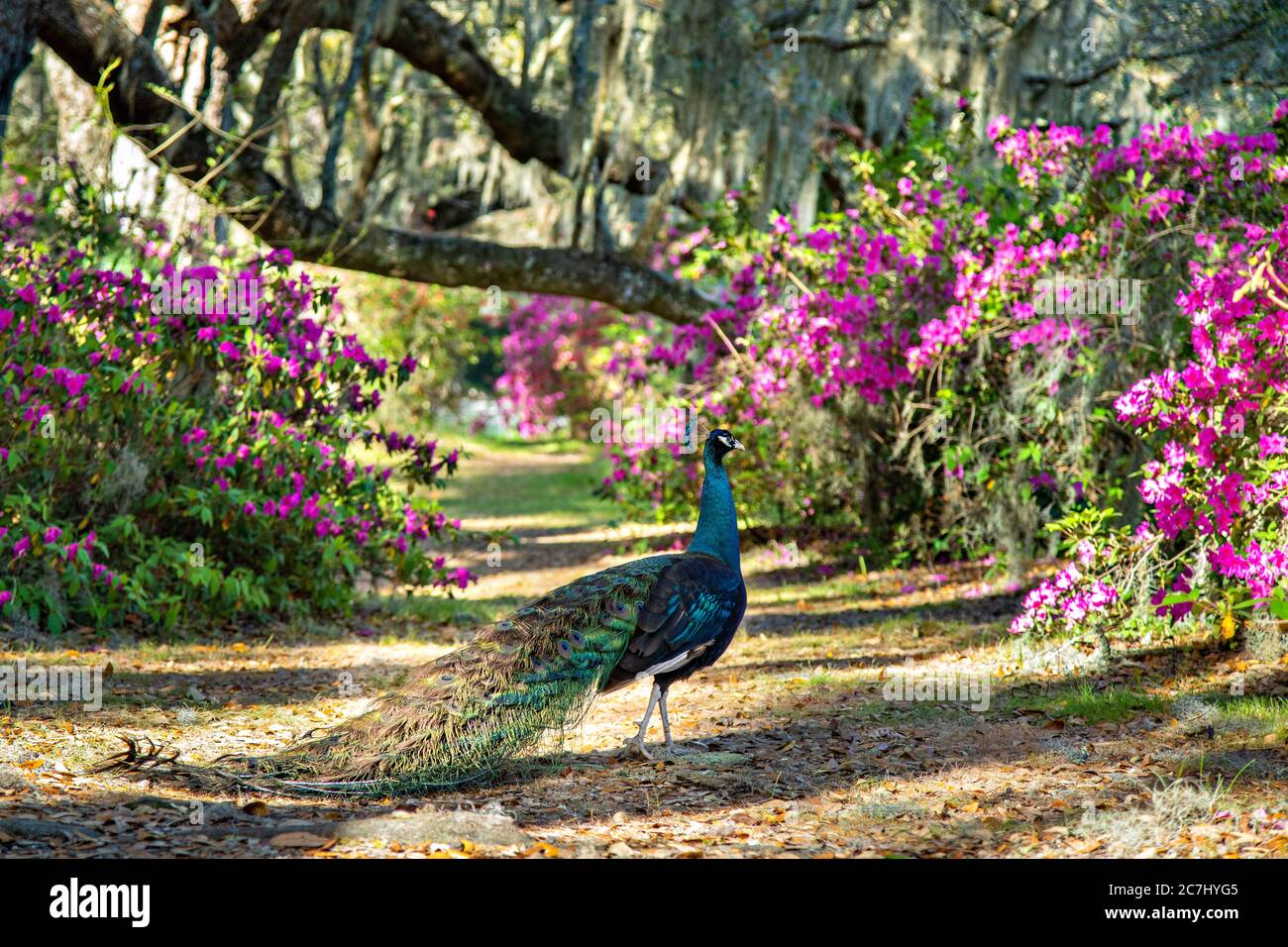 A male Indian peacock perches on a garden fence in spring at Magnolia Plantation in Charleston, South Carolina. The plantation and gardens were built in 1676 by the Drayton Family and remains under the control of the Drayton family after 15 generations. Stock Photo