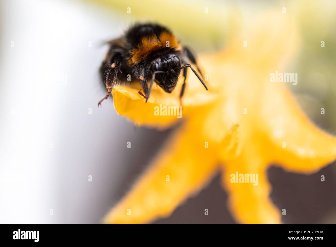 The bumblebee sits on a cucumber flower. Close-up. High quality photo Stock Photo