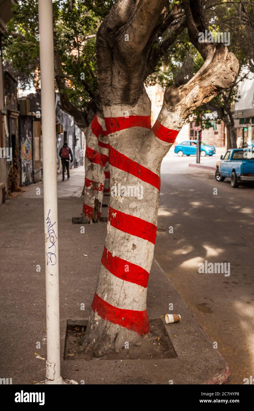 Striped trees along a city street, La Paz, BCS, Mexico. Stock Photo