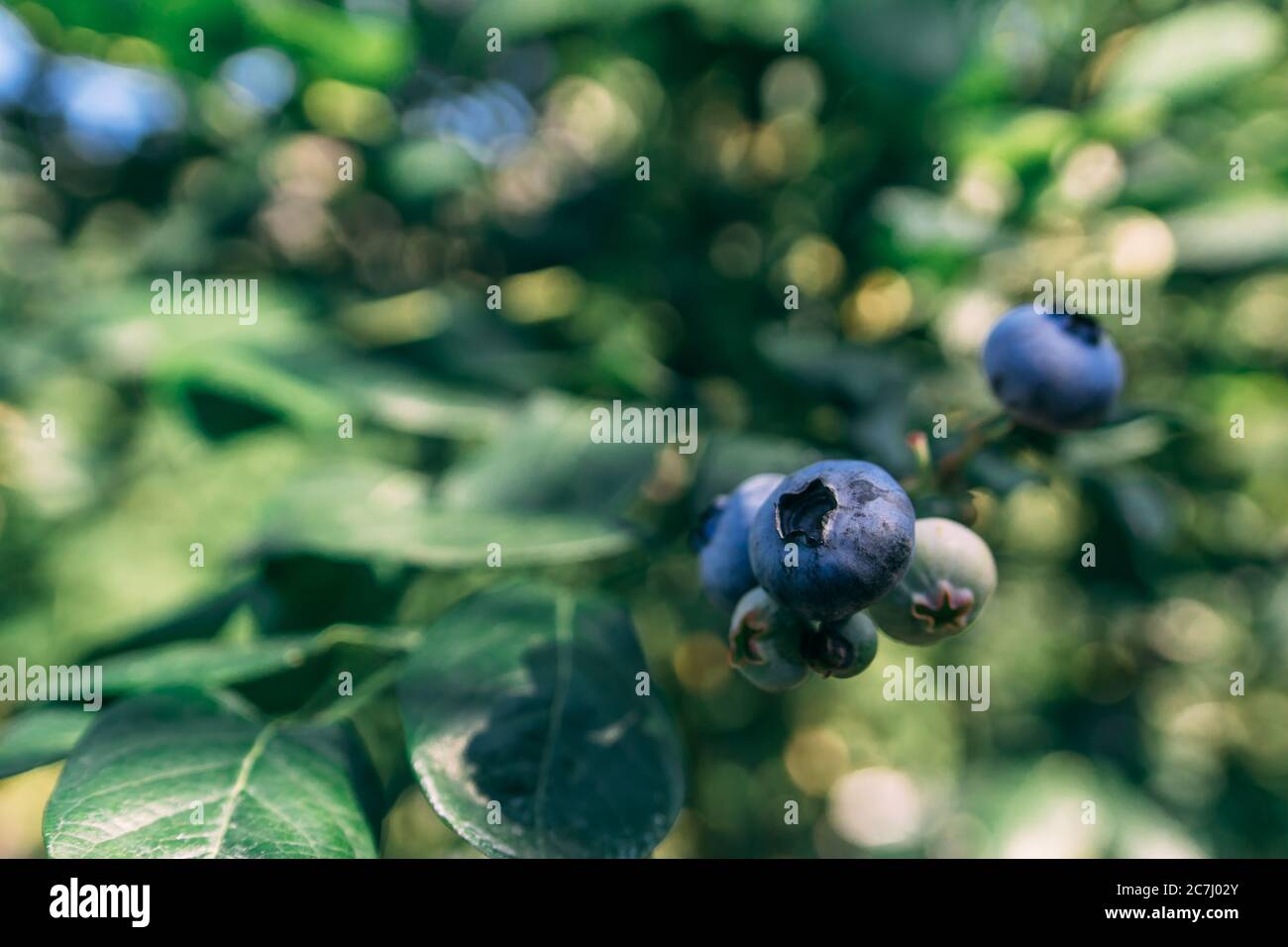 Some blueberries on a branch at the forest at summer sunny day close up shot, healthy food concept Stock Photo