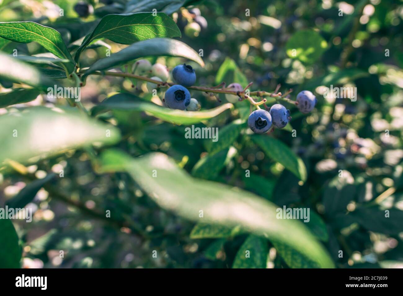 Some blueberries on a branch in the garden at summer sunny day close up shot, healthy food concept Stock Photo