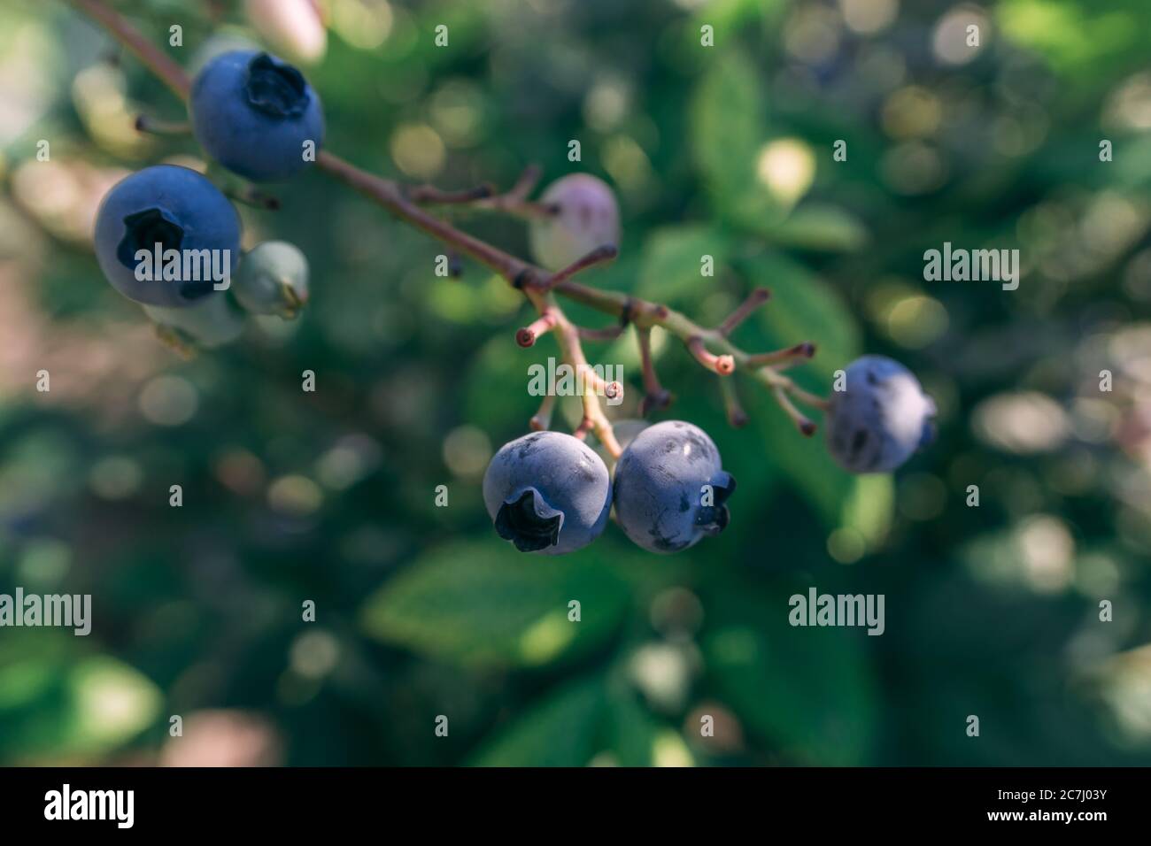Some blueberries on a branch at the forest at summer sunny day close up shot, healthy food concept Stock Photo