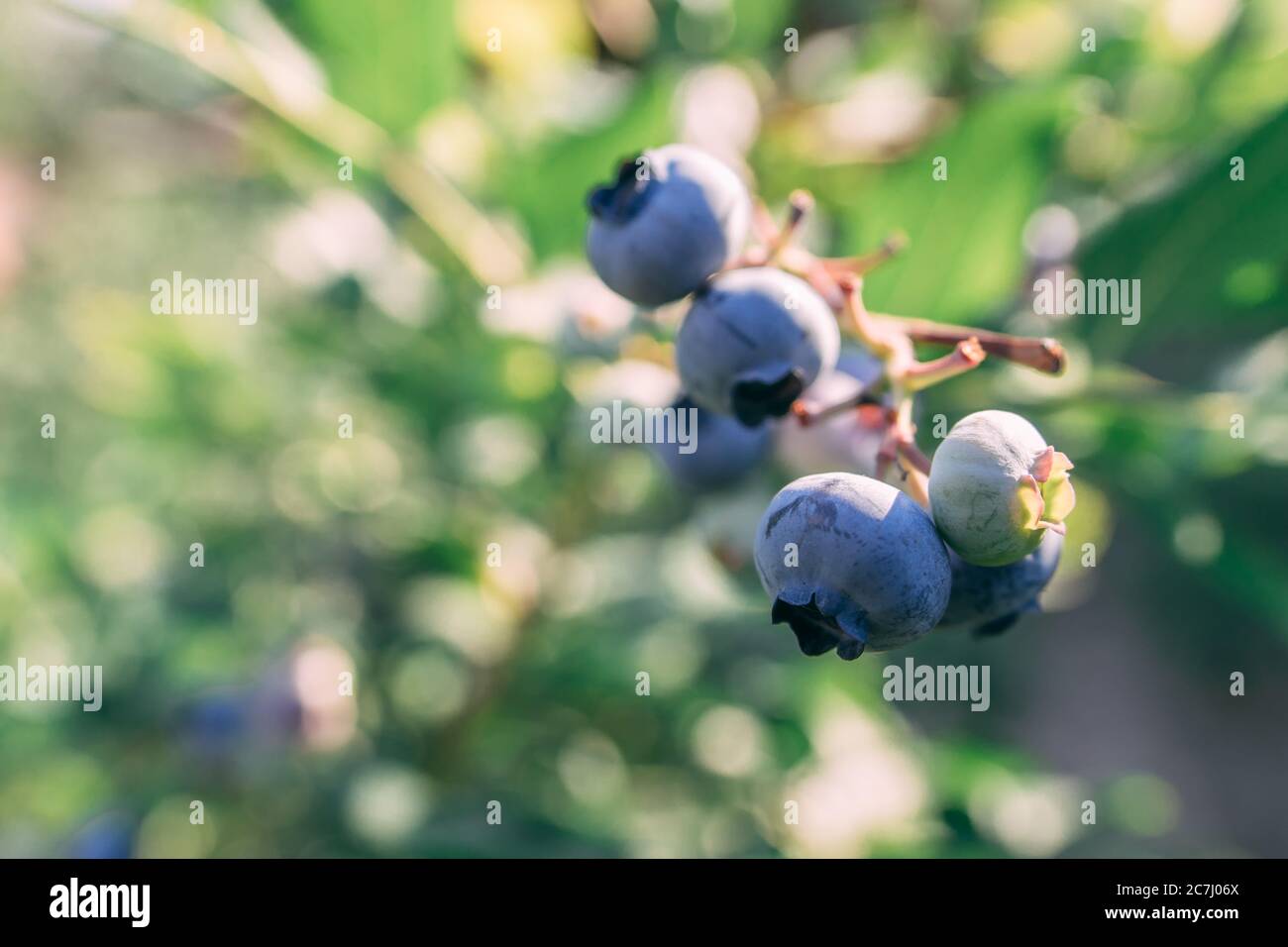 Some blueberries on a branch at the forest at summer sunny day close up shot, healthy food concept Stock Photo