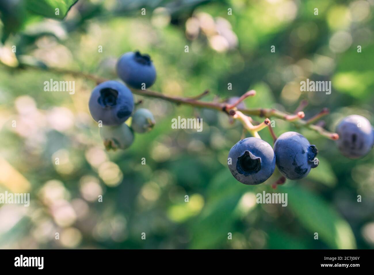 Some blueberries on a branch at the forest at summer sunny day close up shot, healthy food concept Stock Photo