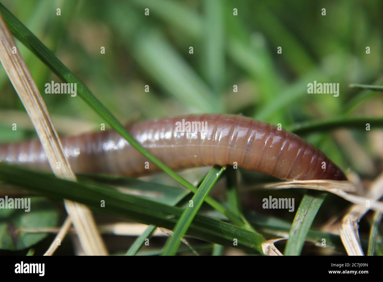 Common earthworm, dew-worm, rainworm, nightcrawler, angleworm, L.  terrestris, Oligochaeta, Annelida, wiggler Stock Photo - Alamy