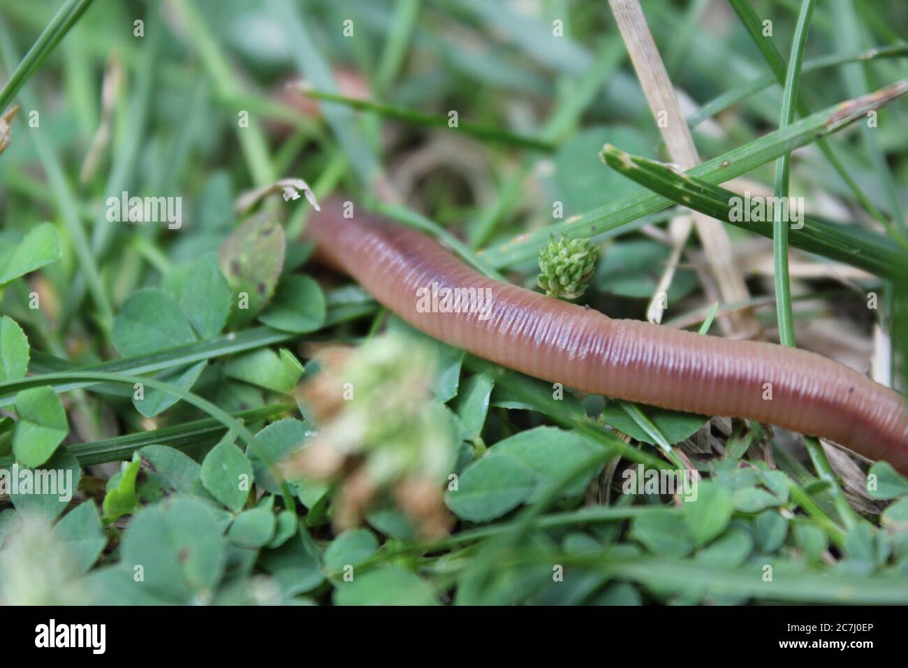 Common earthworm, dew-worm, rainworm, nightcrawler, angleworm, L.  terrestris, Oligochaeta, Annelida, wiggler Stock Photo - Alamy