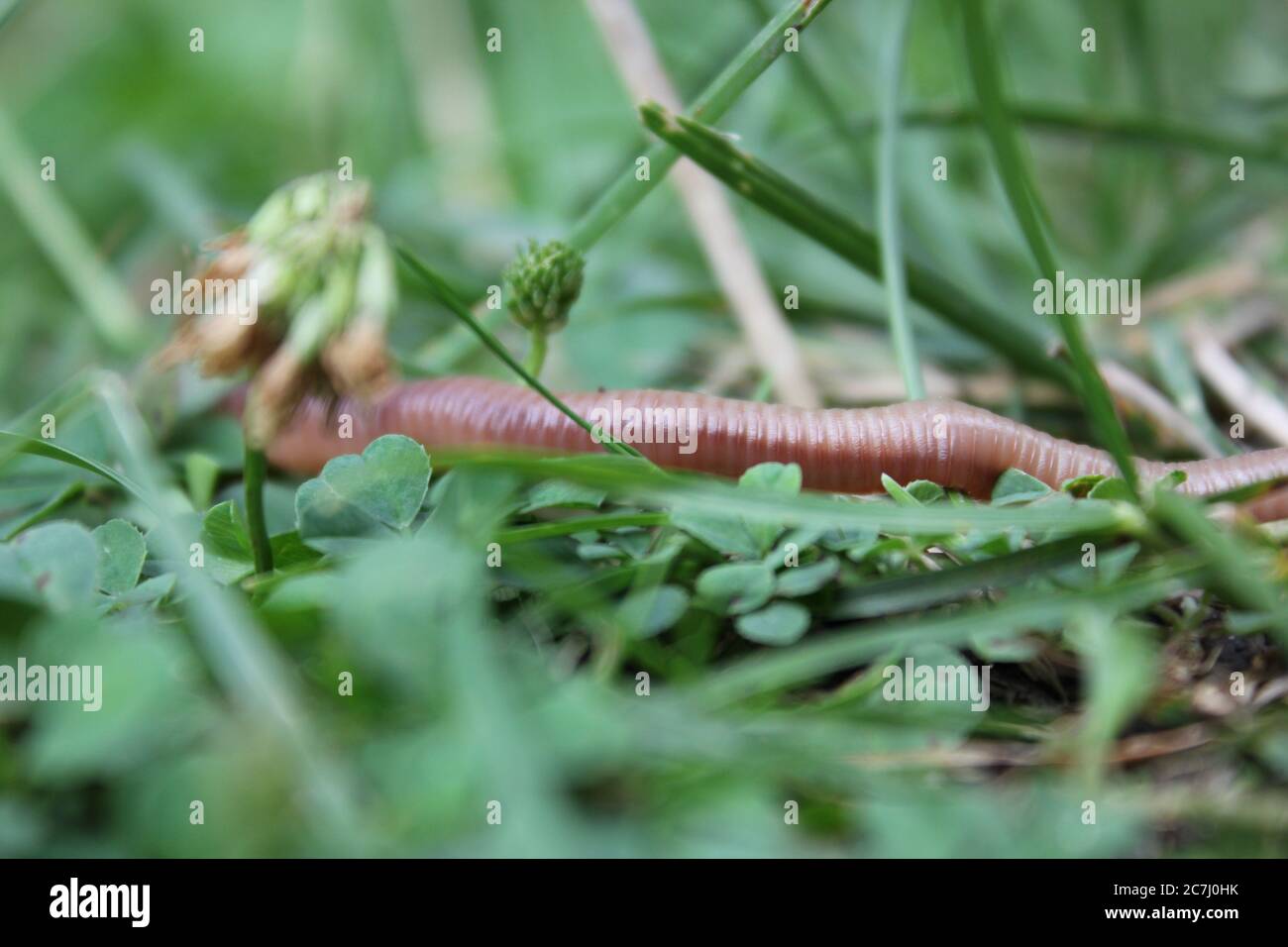 Worm+like hi-res stock photography and images - Page 3 - Alamy