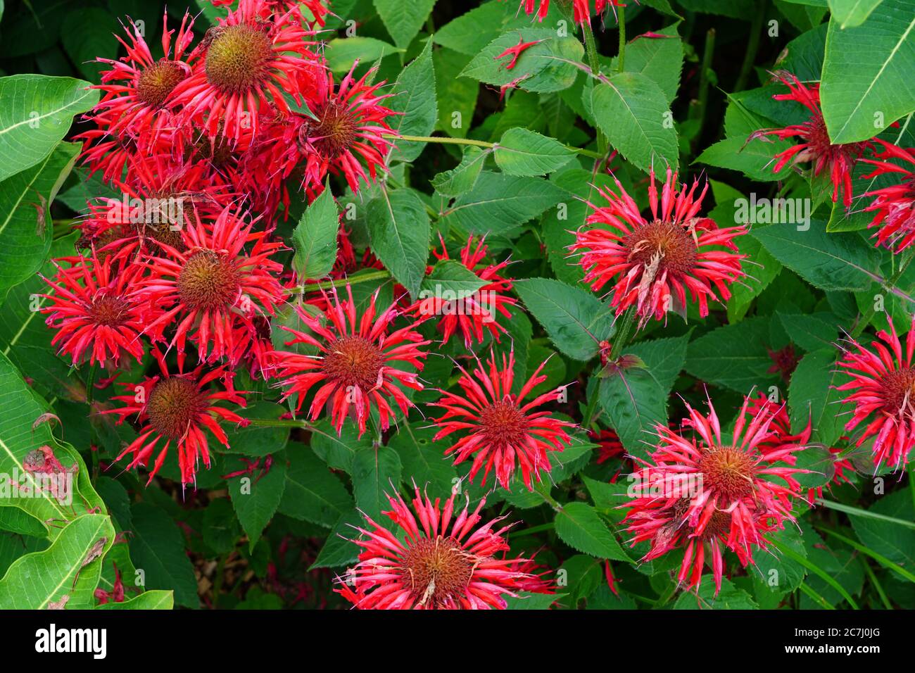 Red flowers of bee balm Monarda Stock Photo