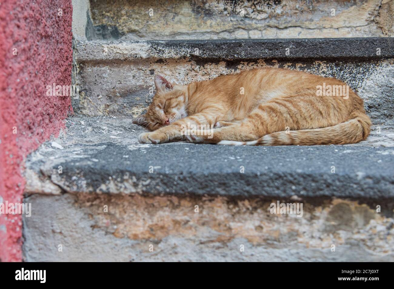 Sicily - Sunny impressions of the Aeolian Islands, also known as Aeolian Islands or Isole Eolie: Lipari, Stromboli, Salina, Vulcano, Panarea, Filicudi and Alicudi. Cat is lounging in the shade on a staircase. Salina. Stock Photo