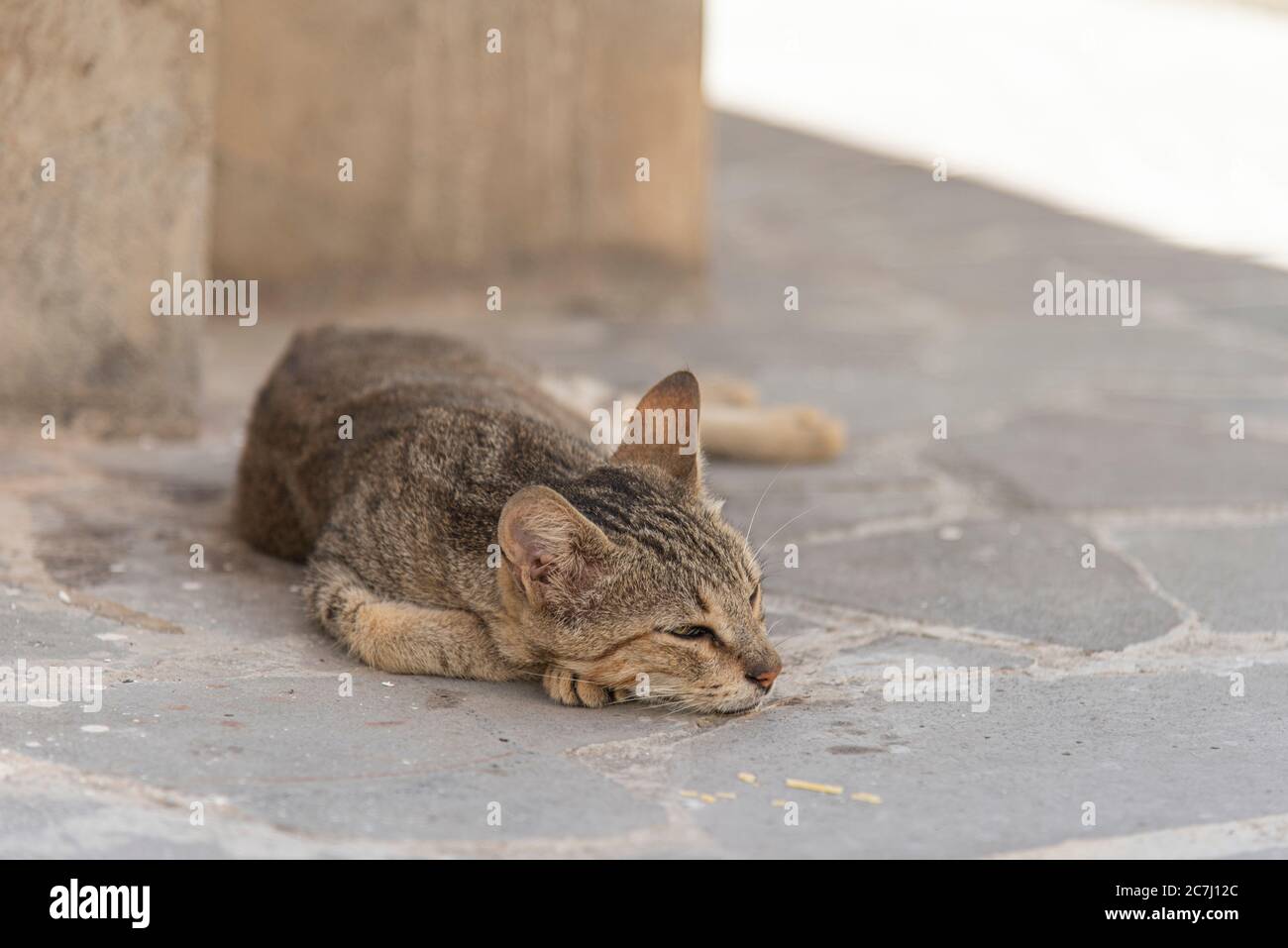 Sicily - Sunny impressions of the Aeolian Islands, also known as Aeolian Islands or Isole Eolie: Lipari, Stromboli, Salina, Vulcano, Panarea, Filicudi and Alicudi. Cat is lounging in the shade on Alicudi Island. Stock Photo