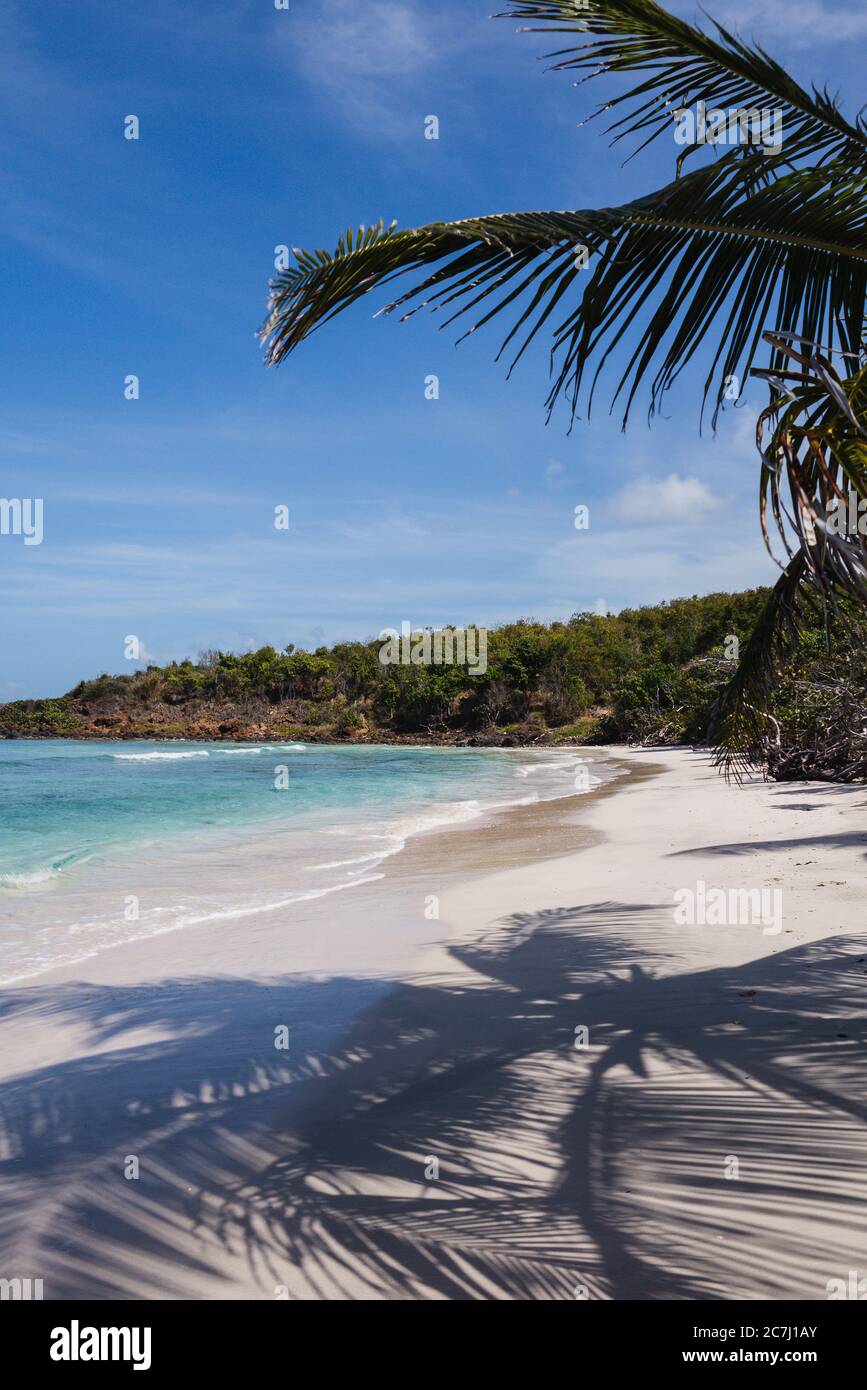The sand, Caribbean Sea and palm trees in Playa Zoni beach in Culebra, Puerto Rico Stock Photo