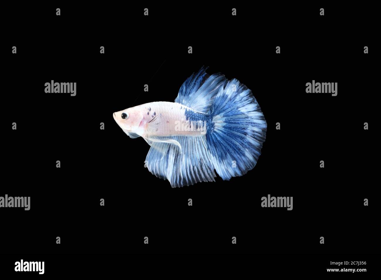 Side view of Blue White halfmoon betta fish siamese (Blue rim panda dalmatian type) isolated on black color background. Image photo Stock Photo