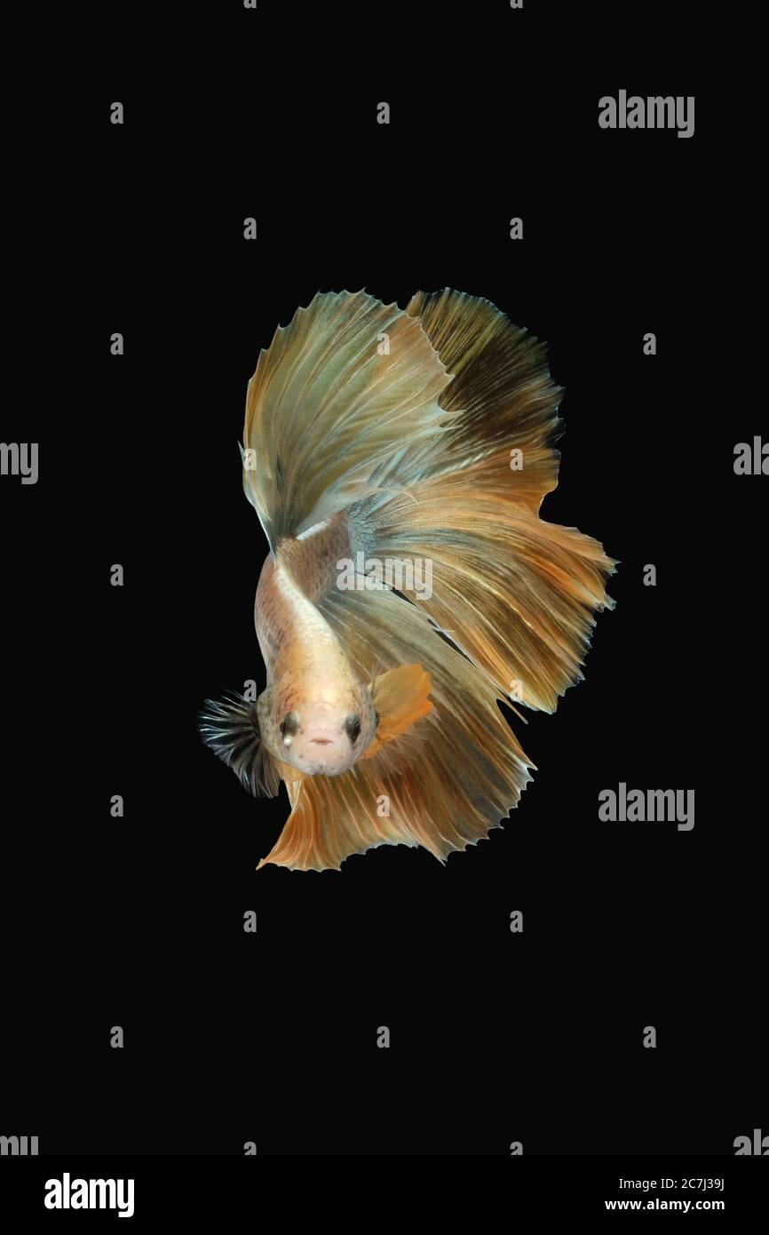 Front face / view angle of golden halfmoon rosetail marble grizzle betta  siamese fighting fish isolated on black color background Stock Photo - Alamy