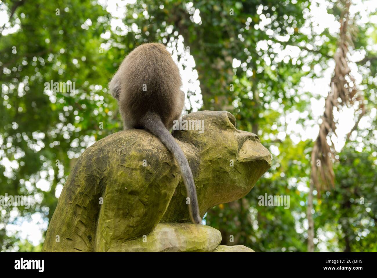 Monkeys in Ubud Bali Stock Photo