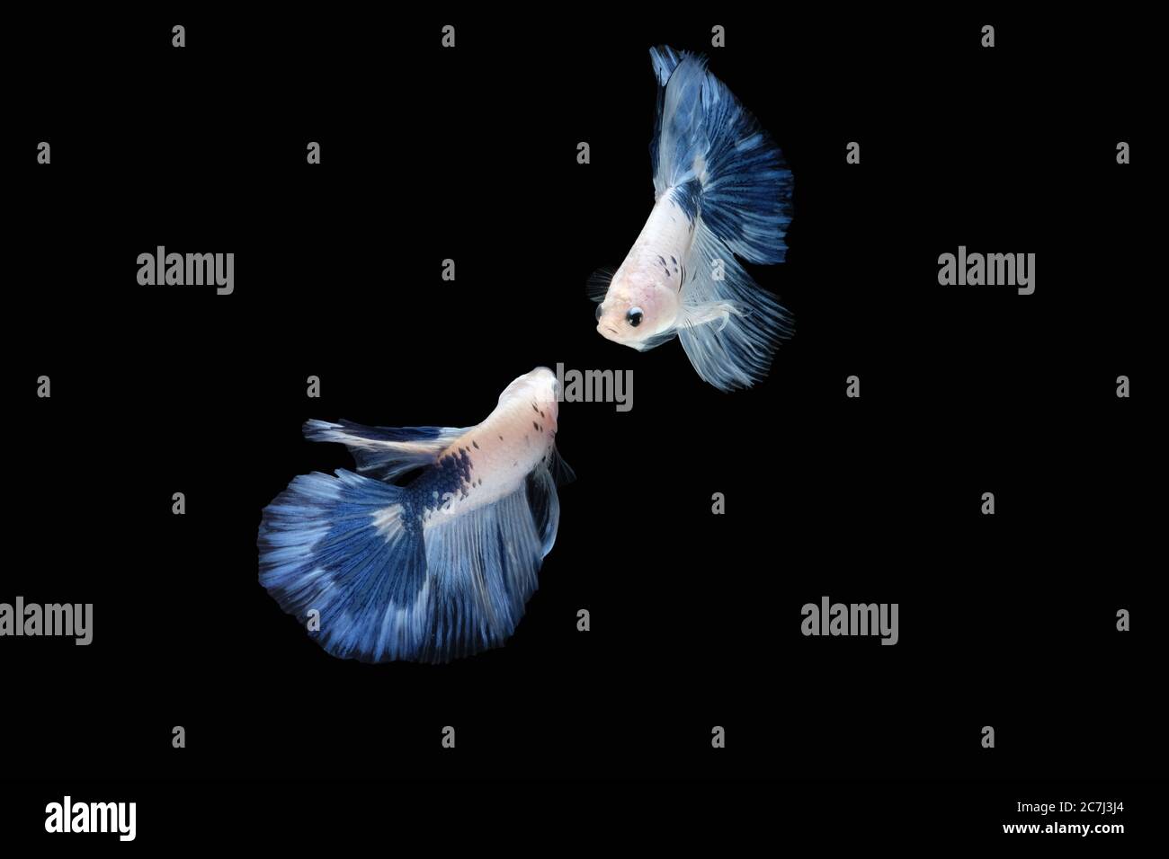 Two dancing Blue White halfmoon betta fish siamese (Blue rim panda dalmatian type) isolated on black color background Stock Photo