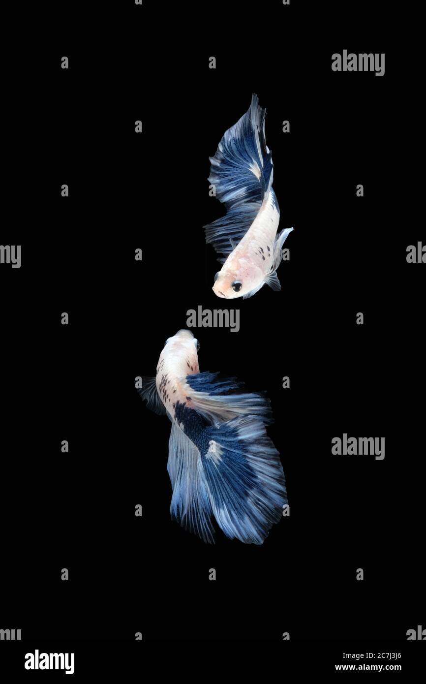 A Mystical White Halfmoon Betta Fish Jigsaw Puzzle by Scott Wallace Digital  Designs - Pixels