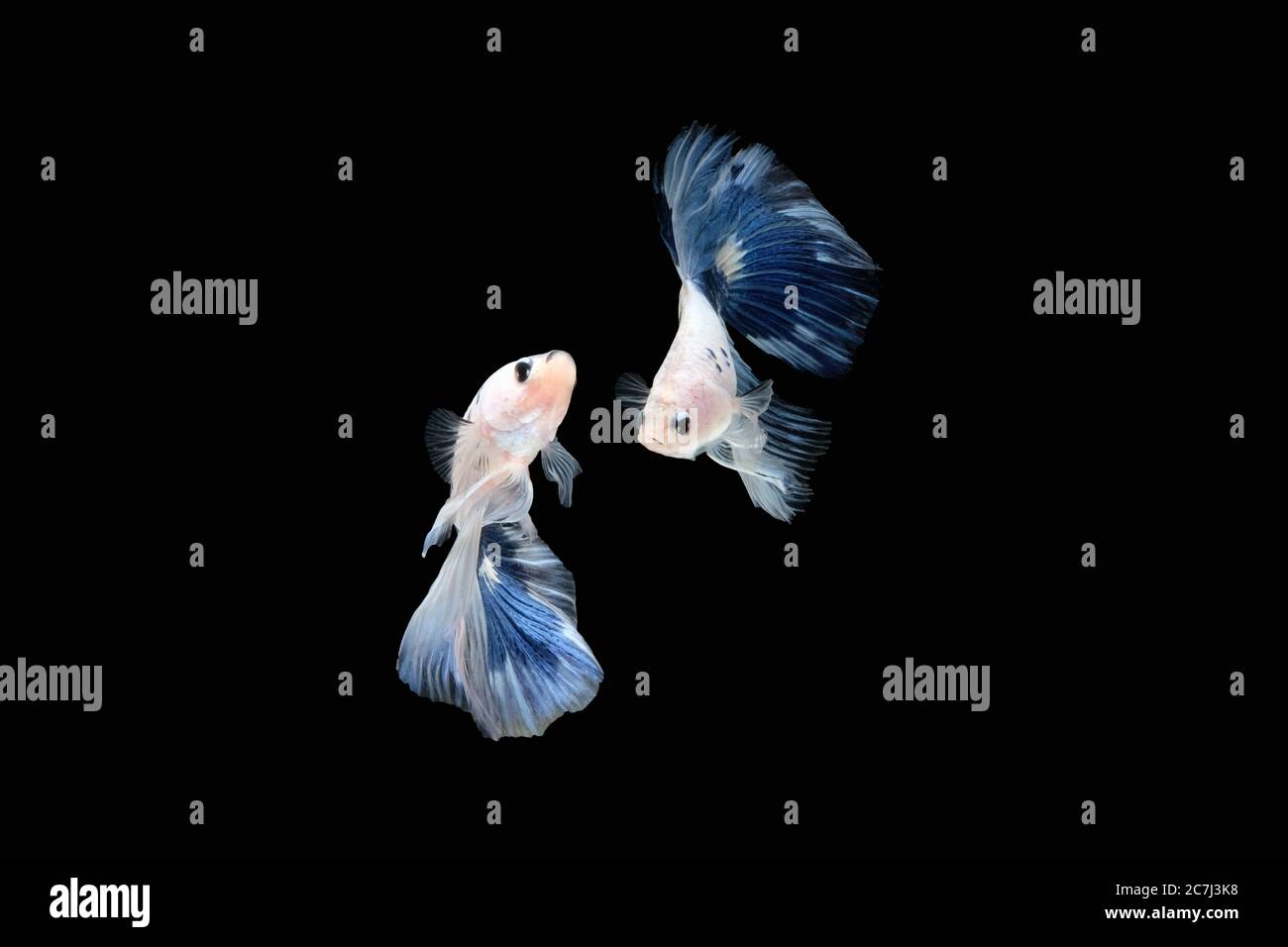 Two dancing Blue White halfmoon betta fish siamese (Blue rim panda dalmatian type) isolated on black color background. Image photo Stock Photo