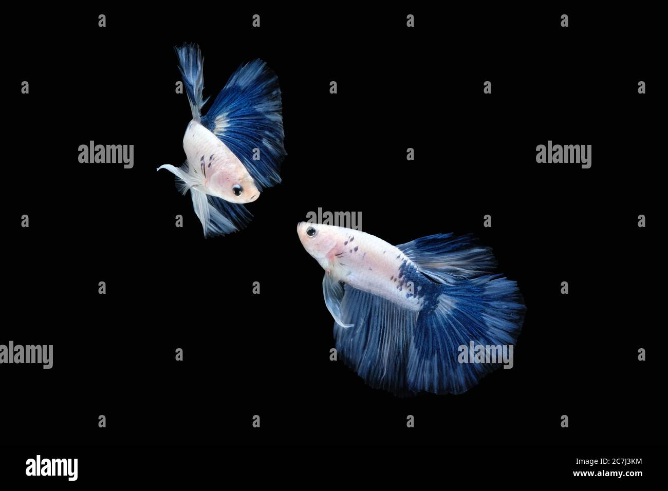 Two dancing Blue White halfmoon betta fish siamese (Blue rim panda dalmatian type) isolated on black color background Stock Photo