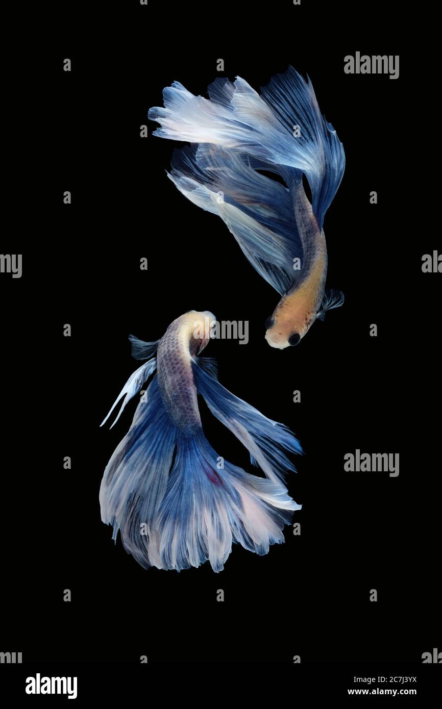Two dancing of betta siamese fighting fish (Giant Halfmoon Rosetail in white blue color combination) isolated on black background. Image Photo Stock Photo