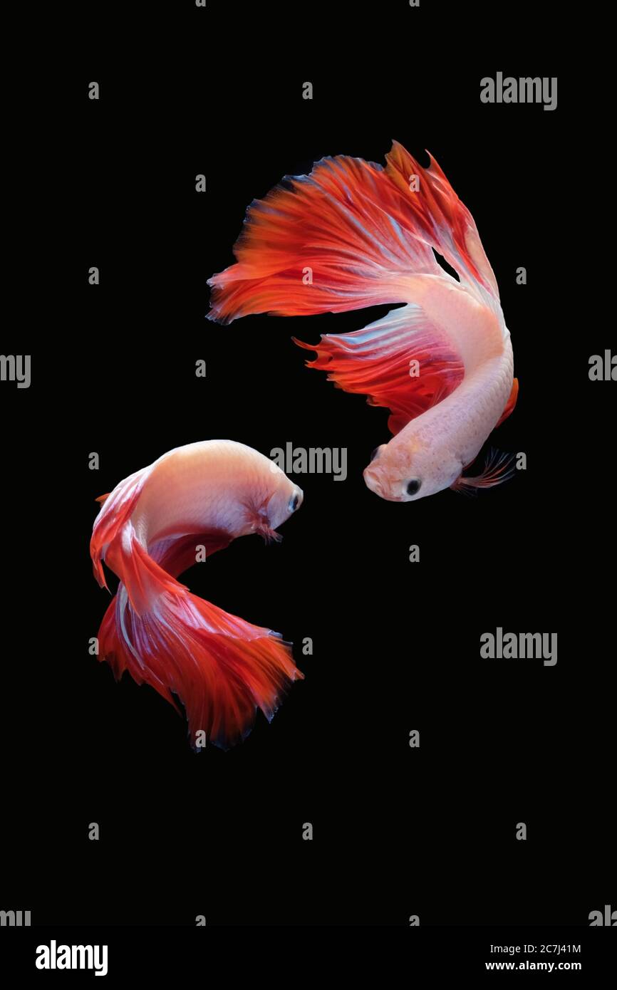 Two dancing betta fish (Mascot Halfmoon in white red color combination) isolated on black background. image photo Stock Photo