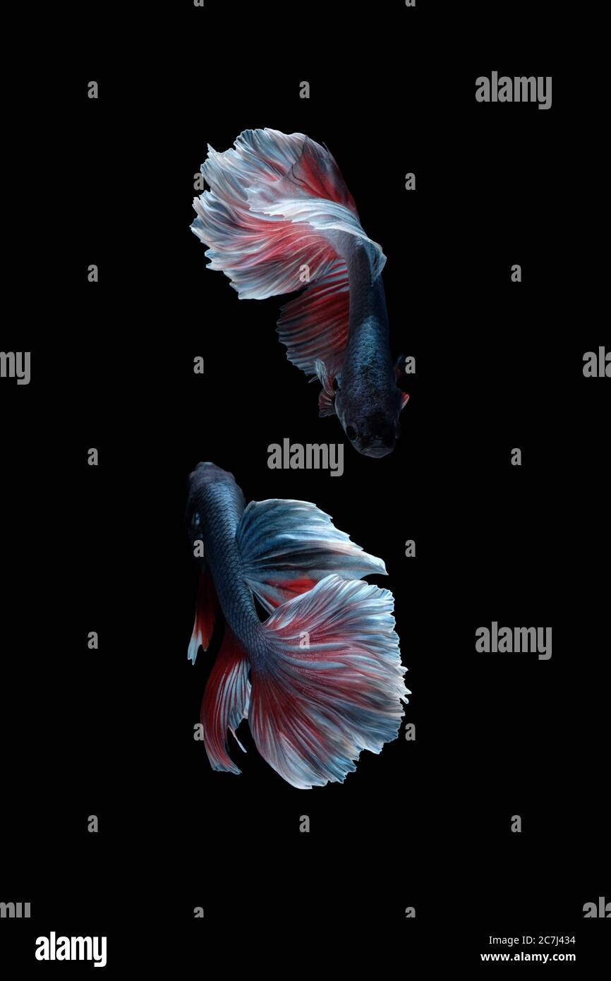 Two dancing betta fish (Halfmoon Rosetail in grey red white color  combination) isolated on black background. image photo Stock Photo - Alamy