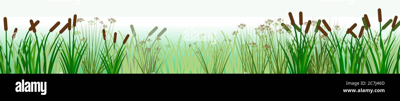 The reeds. Vector. Thickets of sedge, marsh plants and reeds. Bank of the river or lake. Horizontal background image for placement below. Isolated. Stock Vector