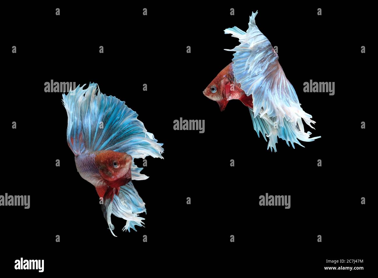 Two flaying and dancing betta siamese fighting fish (Giant Halfmoon ...
