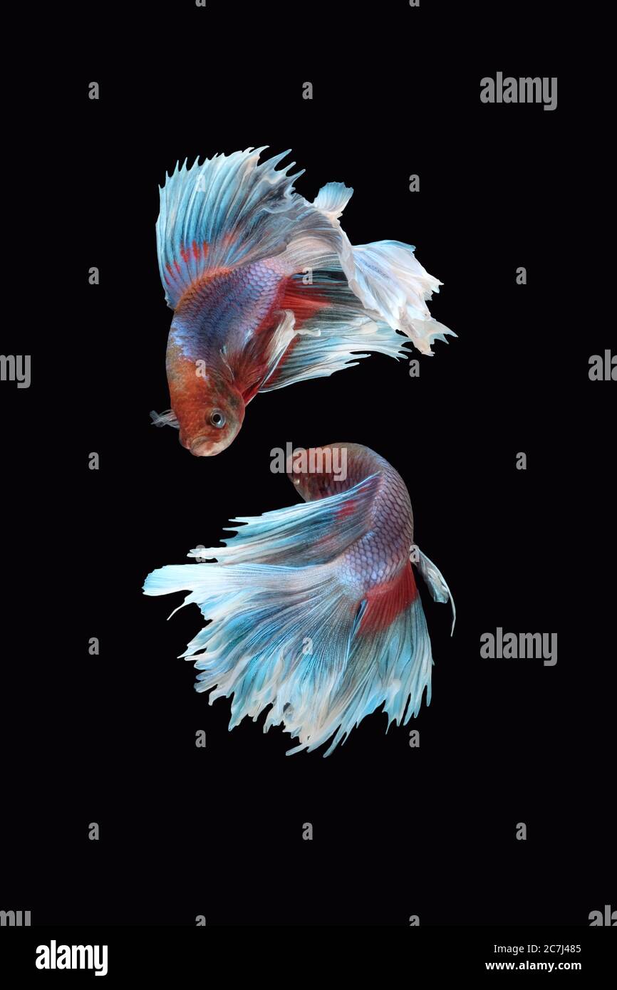 Two flaying and dancing betta siamese fighting fish (Giant Halfmoon ...