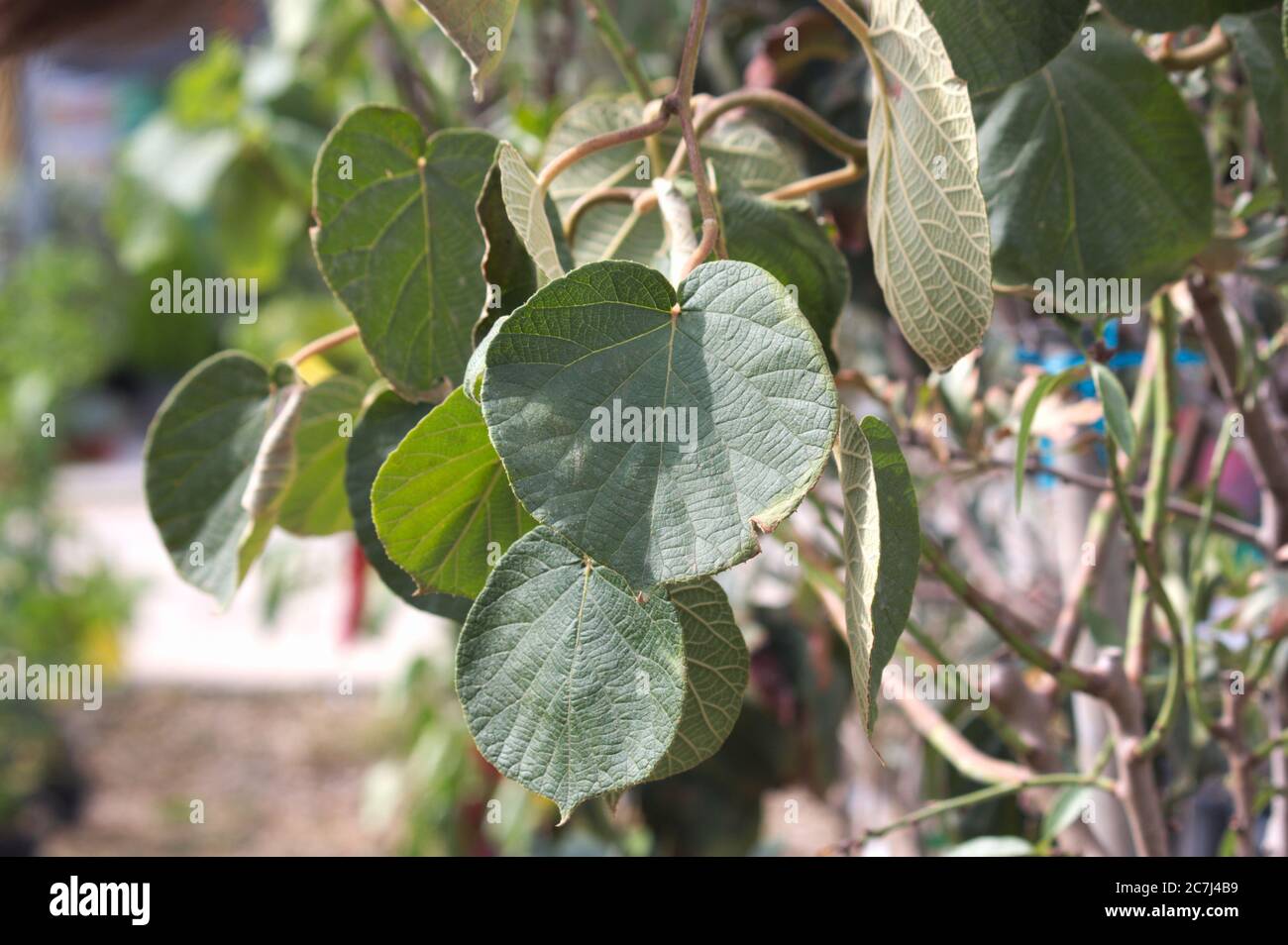 Closeup of the leaves of a fruitless kiwi plant illuminated by sunlight Stock Photo