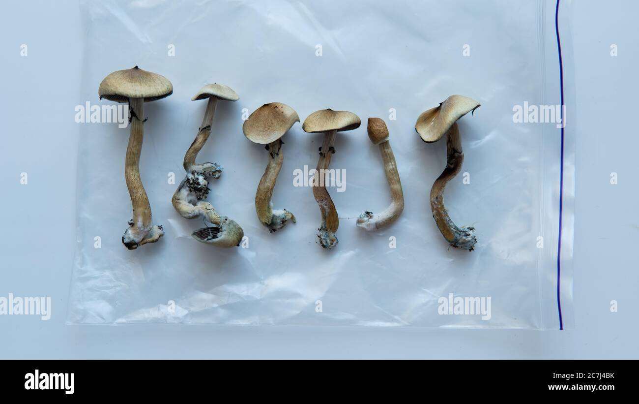 recreational varieties of psilocybin mushrooms, study of magic mushrooms and their effects. Mycology and psilocybin mushrooms Stock Photo