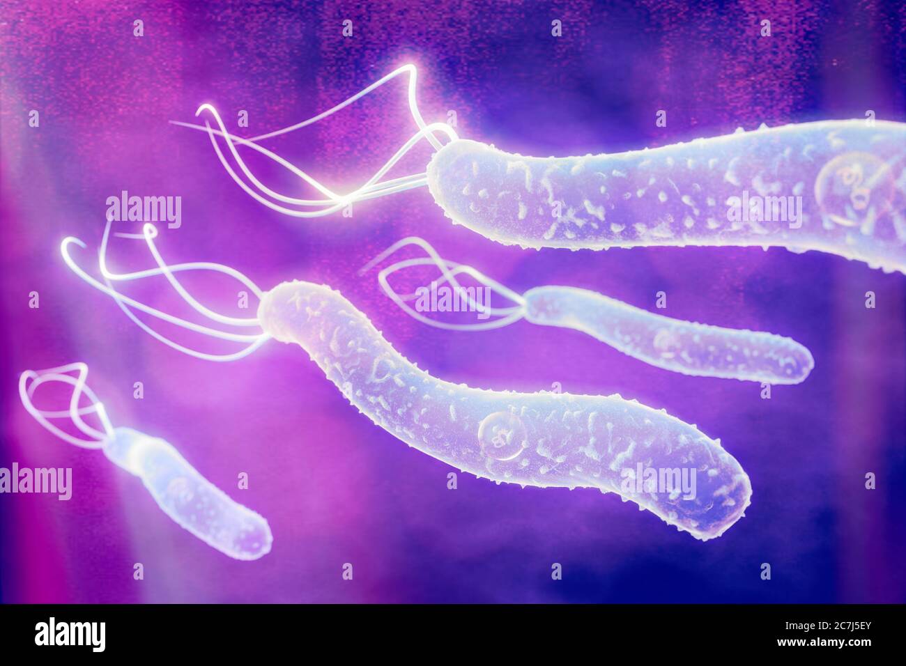 Illustration of Helicobacter pylori bacteria. H. pylori is a Gram