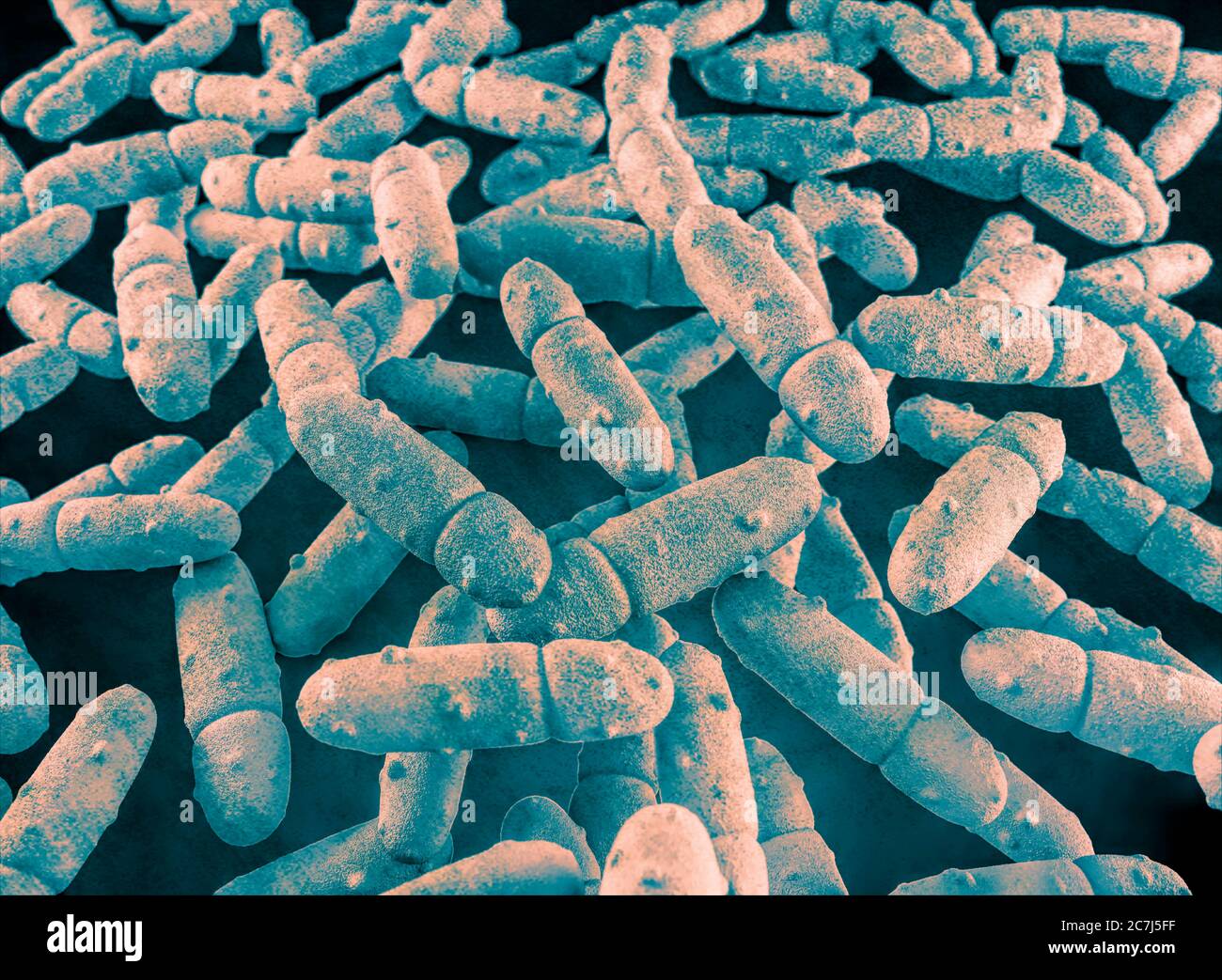 Illustration of Klebsiella pneumoniae bacteria. K. pneumoniae are Gram-negative, encapsulated, non-motile, enteric, rod-shaped bacteria. This species causes Friedlander's pneumonia and urinary tract infections. Stock Photo