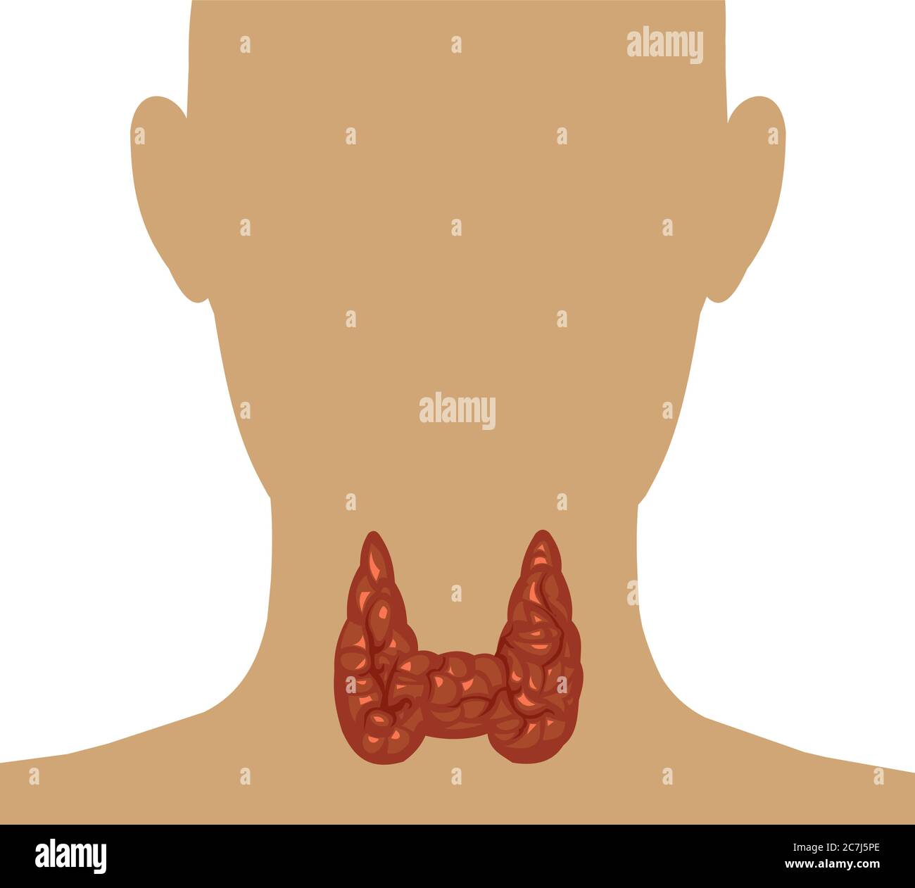 Healthy thyroid gland isolate on a white background. Vector. Head and throat of a man. Color image and monochrome icon. A series of illustrations Stock Vector