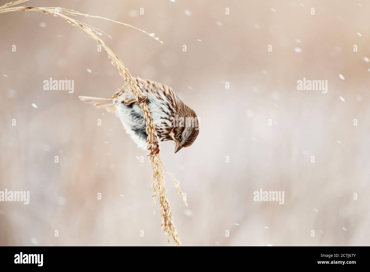 Gleaning bird hires stock photography and images Alamy