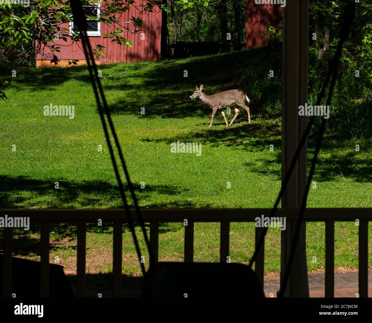 White-tailed deer emerges from the woods near a red barn into a bright spring afternoon. Stock Photo