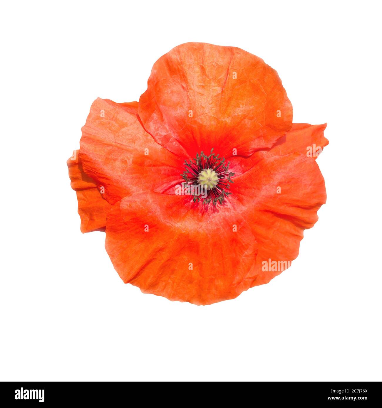 Red poppy cutout hi-res stock photography and images - Alamy