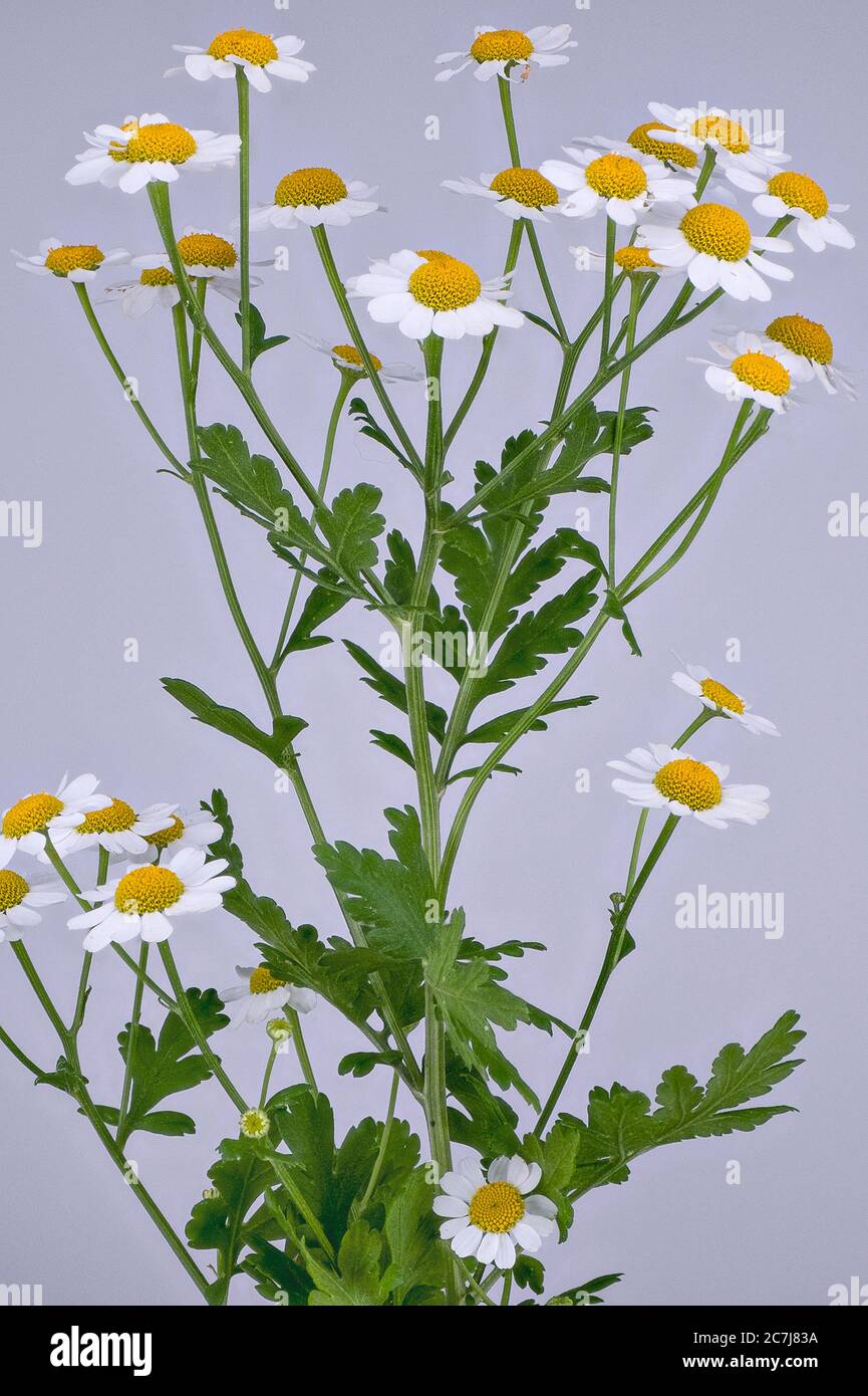 featherfew, feverfew, feather-leaf tansy (Tanacetum parthenium, Chrysanthemum parthenium), blooming, Germany Stock Photo
