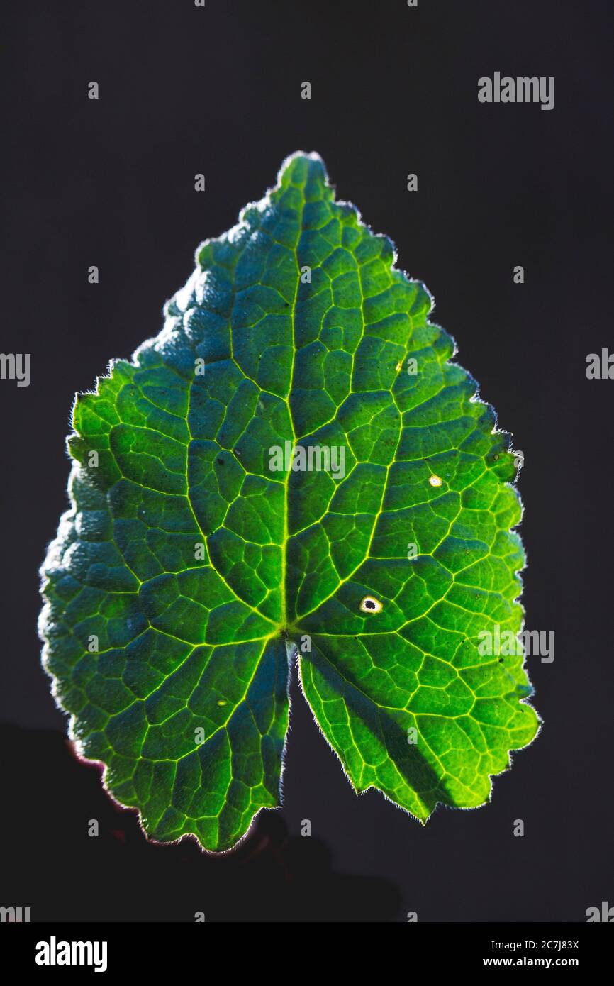 Honesty plant, Annual honesty (Lunaria annua), leaf in backlight against black background, Netherlands Stock Photo