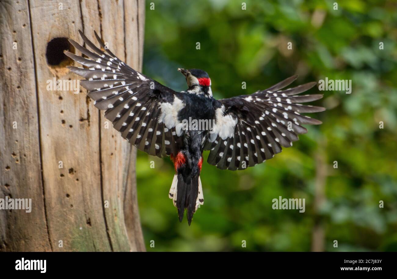 Great spotted woodpecker (Picoides major, Dendrocopos major), male in flight to the breeding cave with fodder in the bill, Switzerland, Sankt Gallen Stock Photo