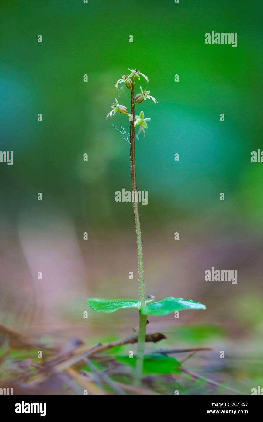 Lesser twayblade, Heart-leaved twayblade, Heartleaf twayblade (Listera cordata, Neottia cordata), blooming, Netherlands, Frisia Stock Photo