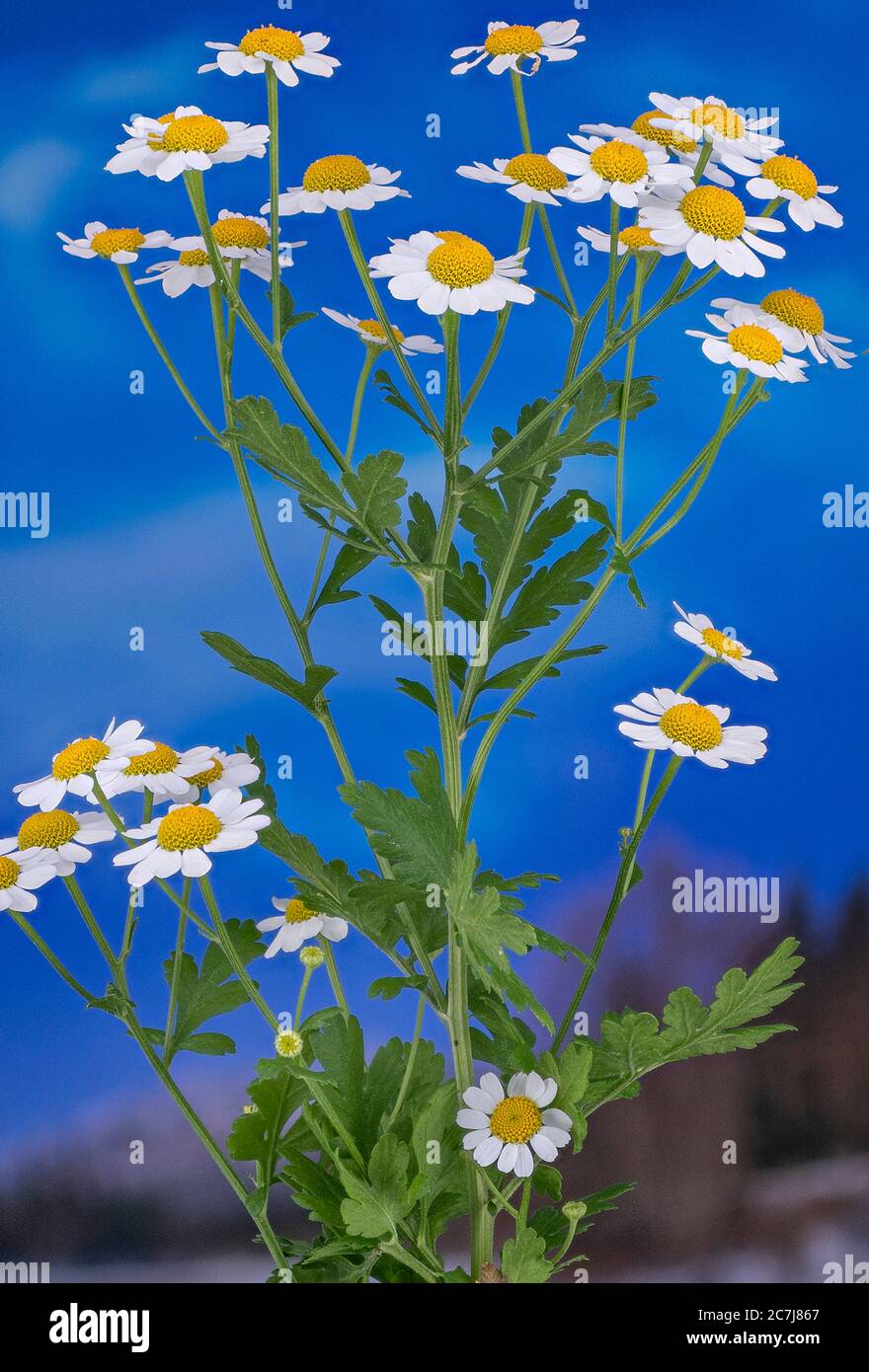 featherfew, feverfew, feather-leaf tansy (Tanacetum parthenium, Chrysanthemum parthenium), blooming against blue background, Germany Stock Photo