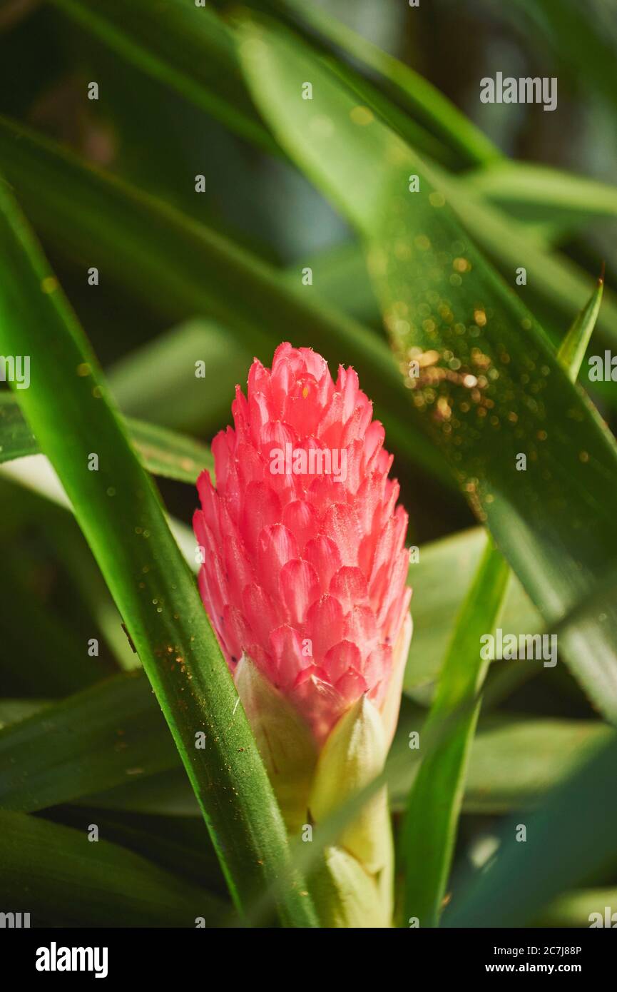 ginger, common ginger, cooking ginger, Canton ginger (Zingiber officinale), inflorescence, USA, Hawaii, Oahu Stock Photo