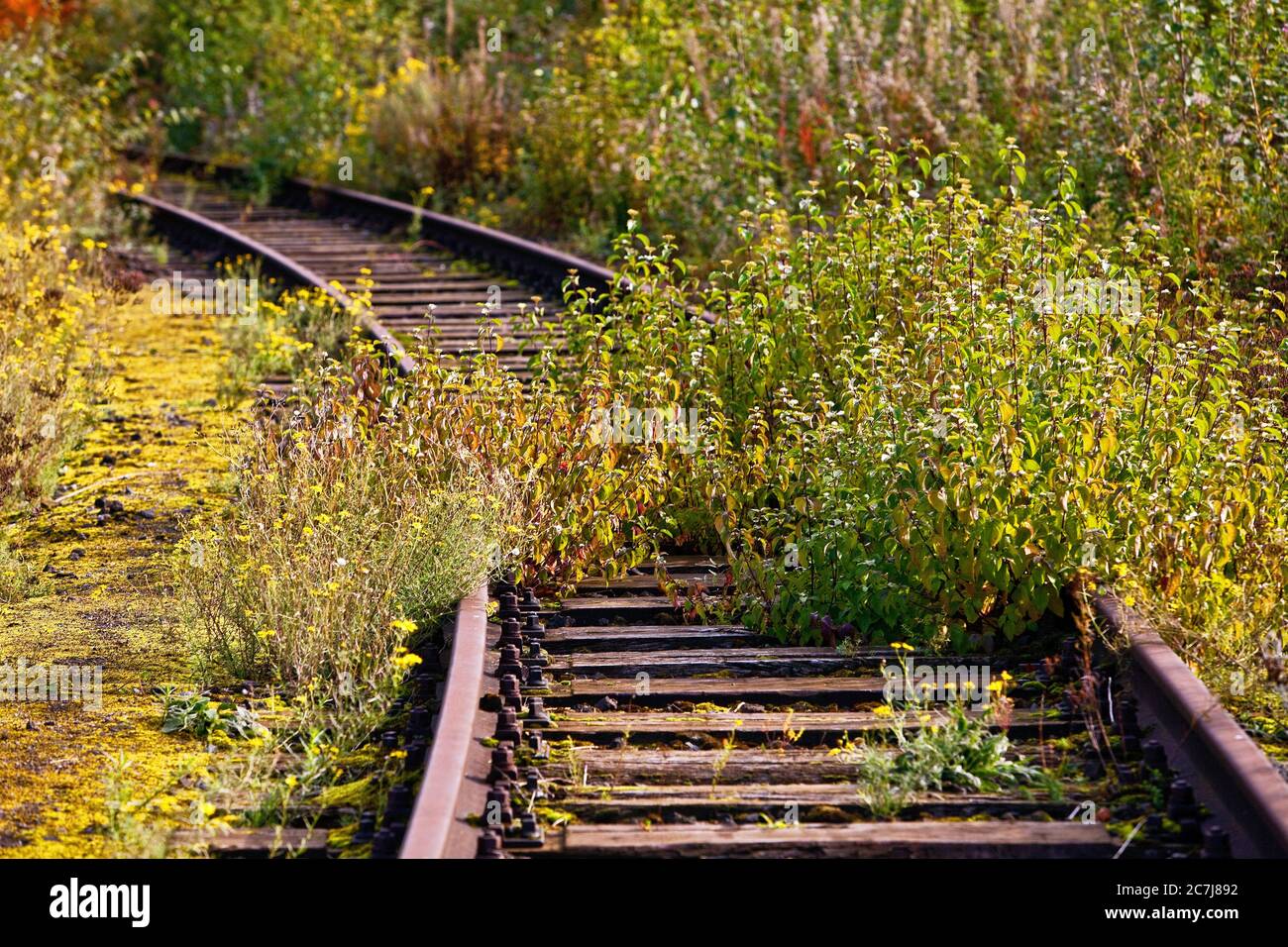 closed and overgrown railroad, Germany, North Rhine-Westphalia, Ruhr Area, Duisburg Stock Photo