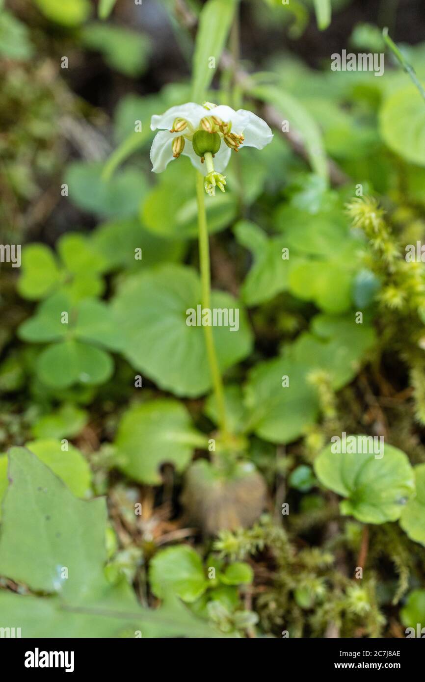 One-flowered pyrola, Woodnymph, One-flowered wintergreen, Single delight, wax-flower (Moneses uniflora), blooming, Austria, Carinthia, Hohe Tauern National Park Stock Photo