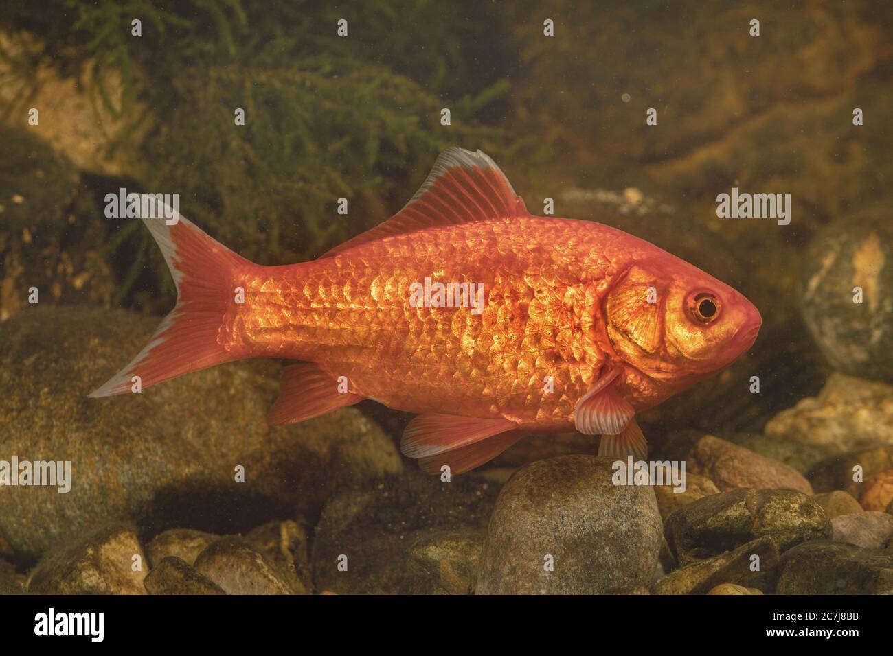 gibel carp, Prussian carp, German carp, Crucian carp (Carassius gibelio