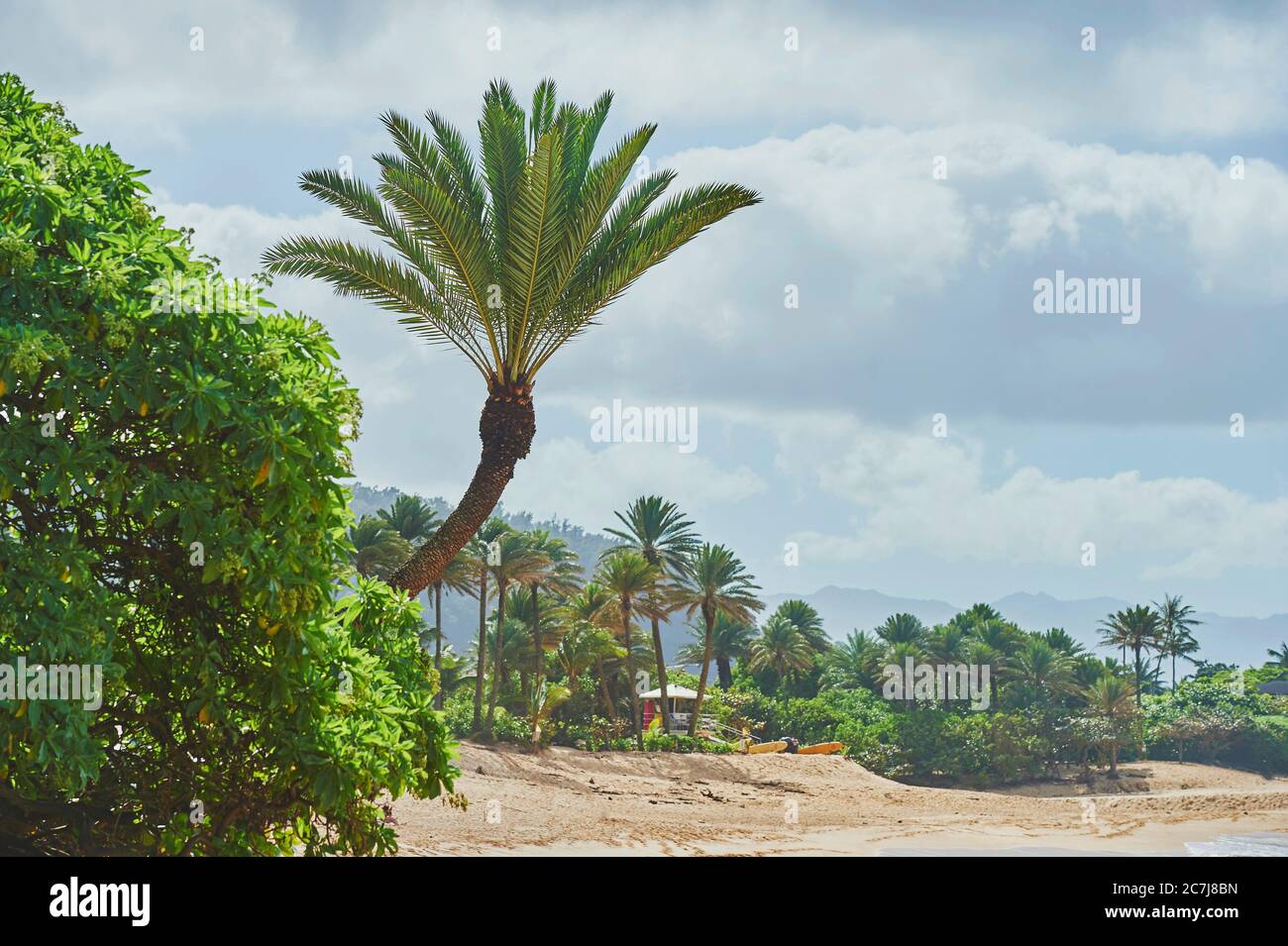 palm tree at Sunset Beach on Oahu, North Shore, Hawaiian Island, USA, Hawaii, Oahu Stock Photo
