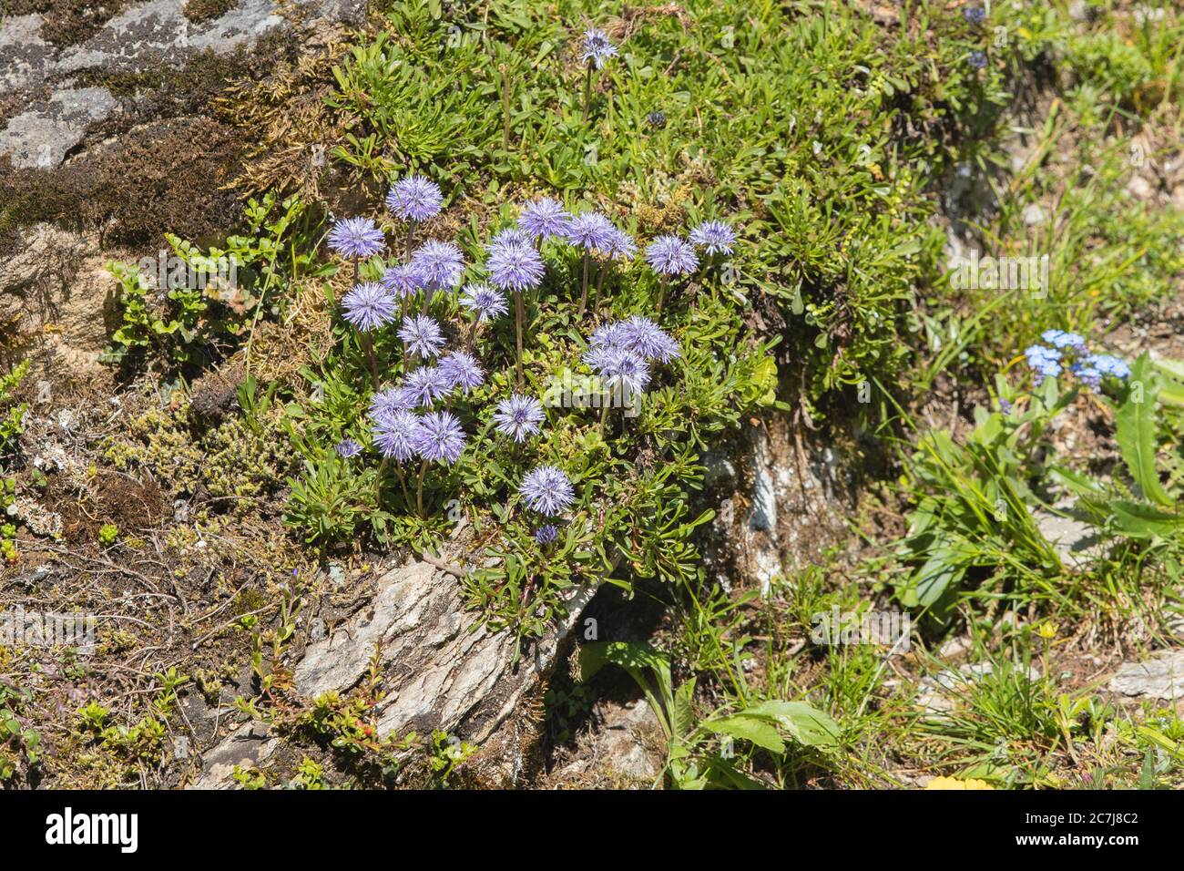 Globe daisy (Globularia nudicaulis), blooming, Austria, Carinthia, Hohe Tauern National Park Stock Photo