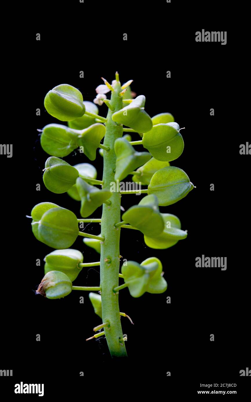 small grape hyacinth, common grape hyacinth (Muscari botryoides, Muscari heldreichii, Hyacinthus botryoides), infructescence against black background, Netherlands, Frisia Stock Photo